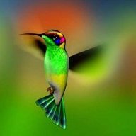 Colibri