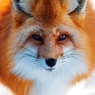 lFOXl